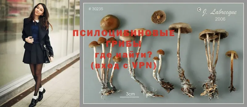 Псилоцибиновые грибы Psilocybine cubensis  Сорочинск 